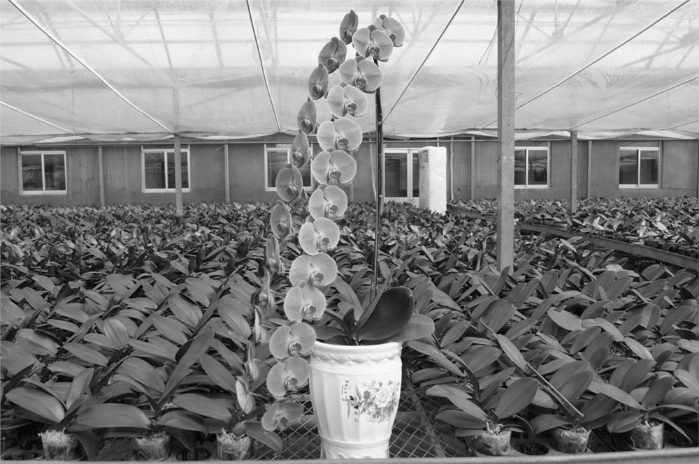 Cultivating and modeling method for large flower type phalaenopsis amabilis with overlong symmetrical inflorescences