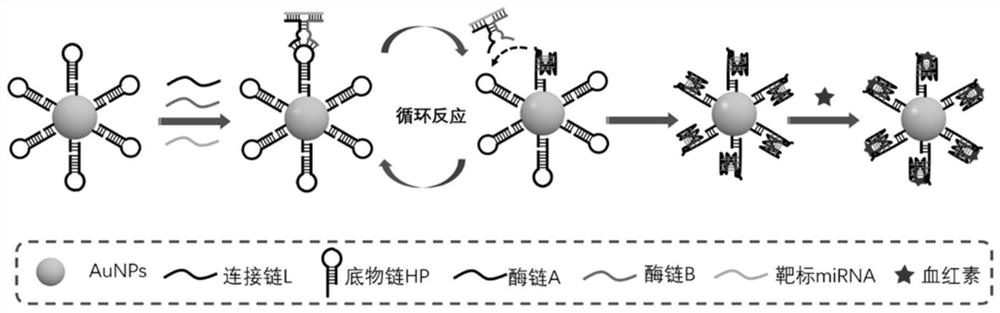 Visual detection method and detection probe for simultaneously detecting two circulating miRNAs