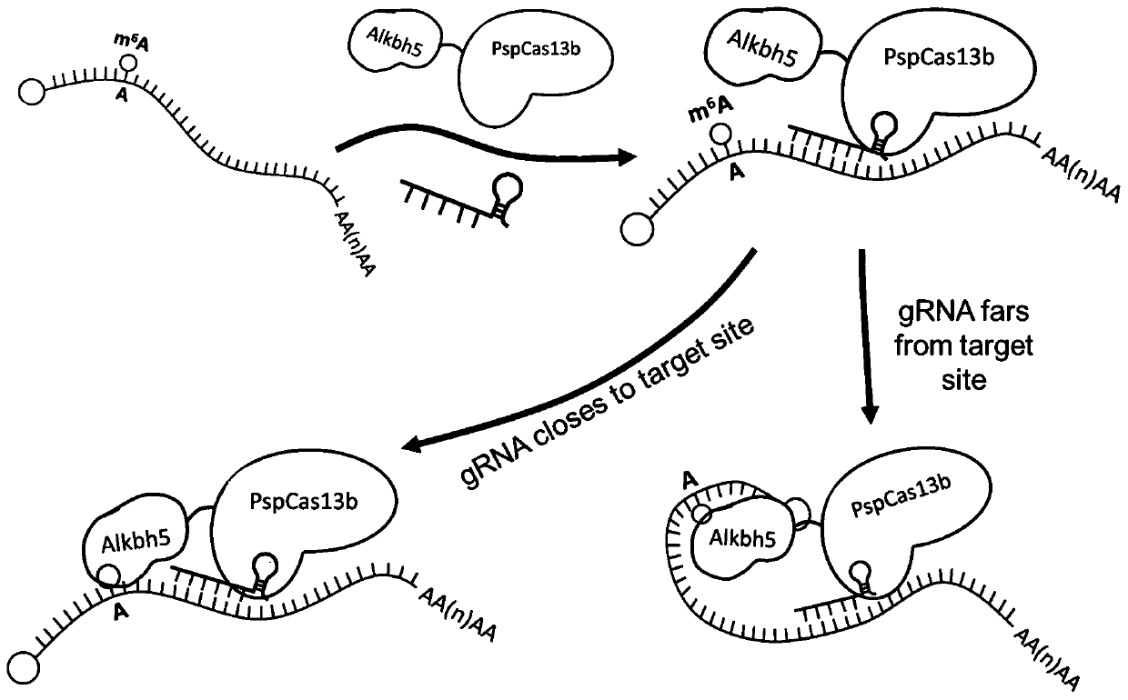 PspCas13b-Alkbh5 single gene specific m6A modification editing method