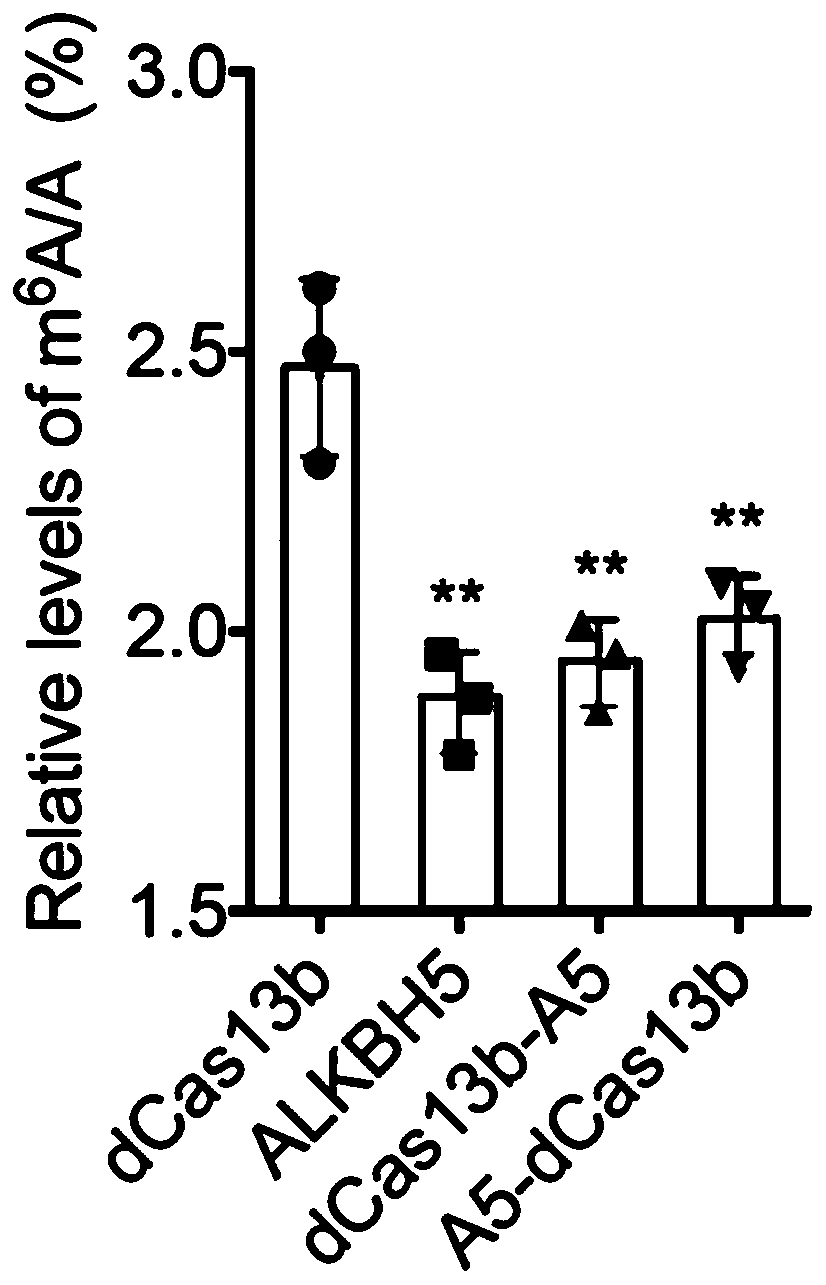 PspCas13b-Alkbh5 single gene specific m6A modification editing method