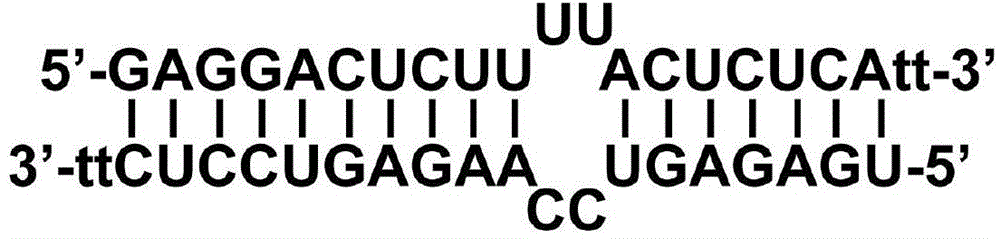 Sequence of hepatitis B virus (HBV) specific microRNA like siRNA (msiRNA) and application thereof