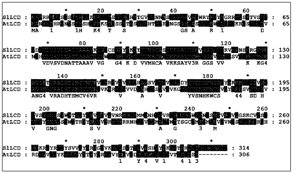 Tomato sllcd gene and its application