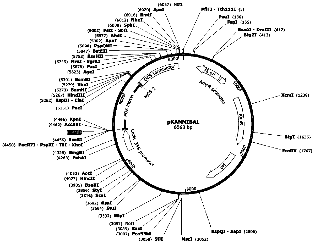 Tomato sllcd gene and its application