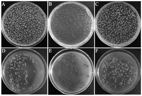 Bacteriophage trp574 gene and application thereof