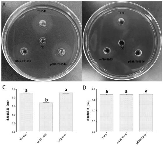 Bacteriophage trp574 gene and application thereof