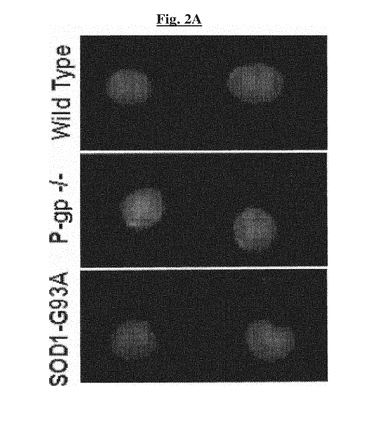 Novel methods of treating a neurodegenerative disease in a mammal in need thereof