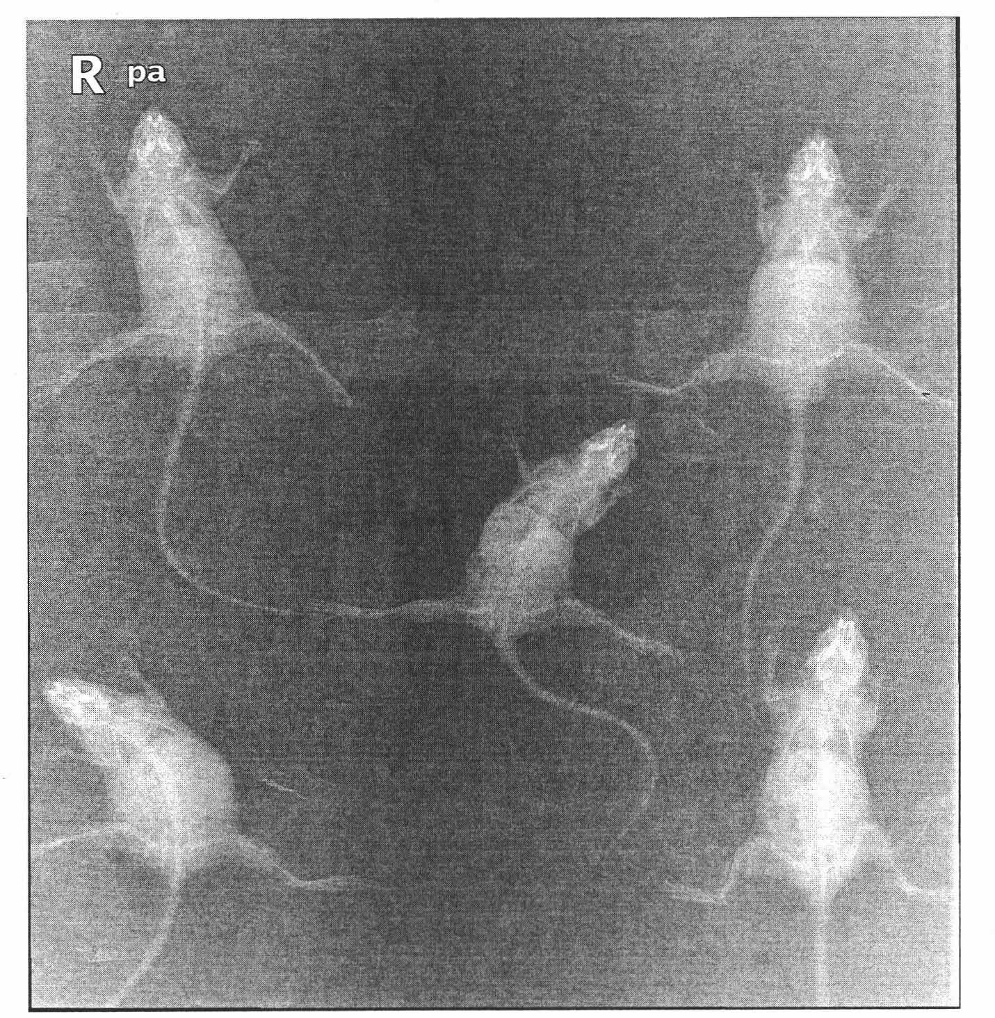 Use of taurochenodeoxycholic acid in prevention and treatment of osteoporosis