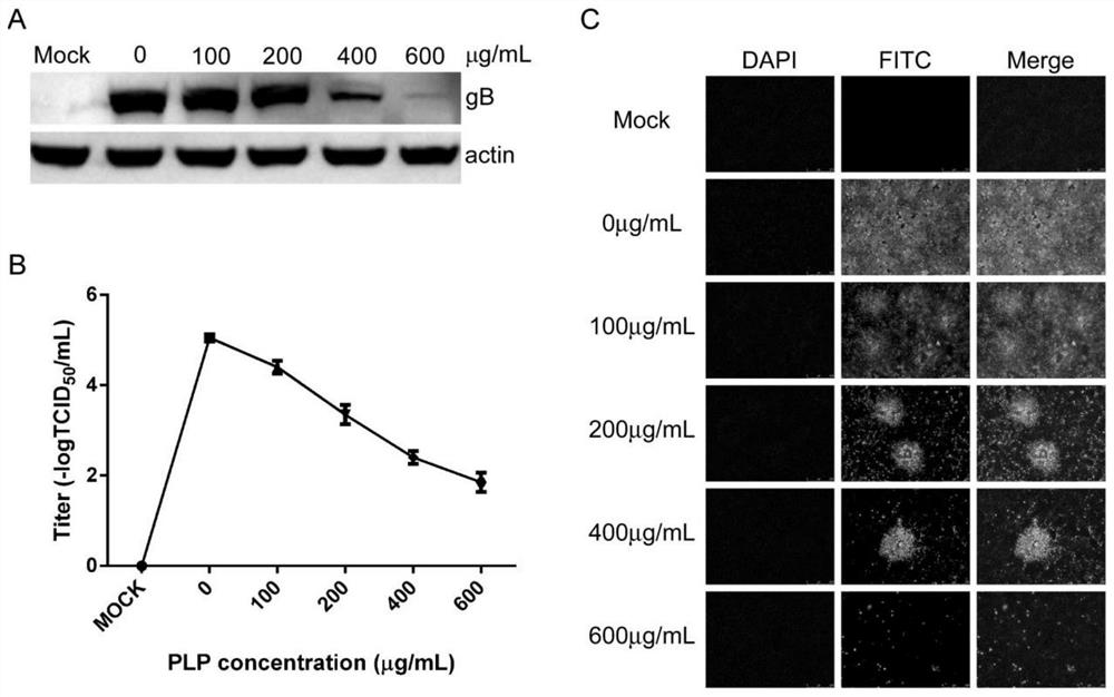 Application of plantain herb polysaccharide in preparation of preparation for resisting porcine pseudorabies virus infection