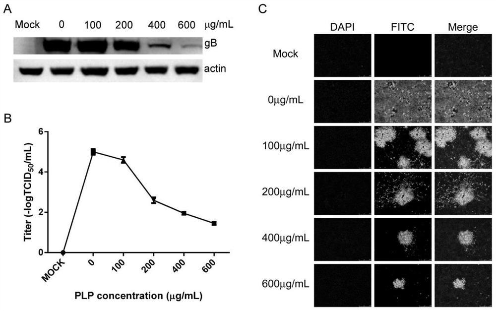 Application of plantain herb polysaccharide in preparation of preparation for resisting porcine pseudorabies virus infection