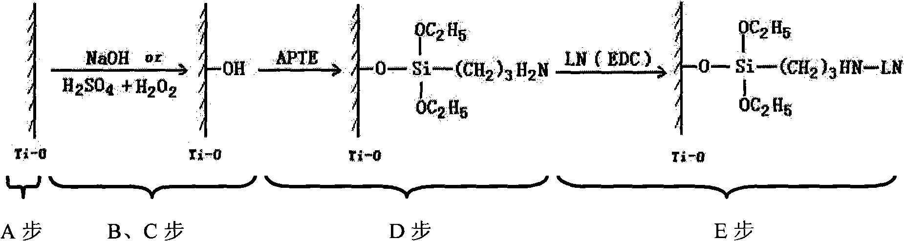 Method for fixing laminar adhesive protein on Ti-O film surface