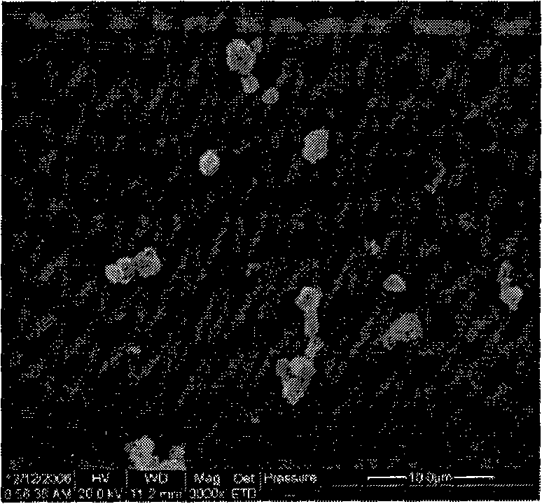 Method for fixing laminar adhesive protein on Ti-O film surface