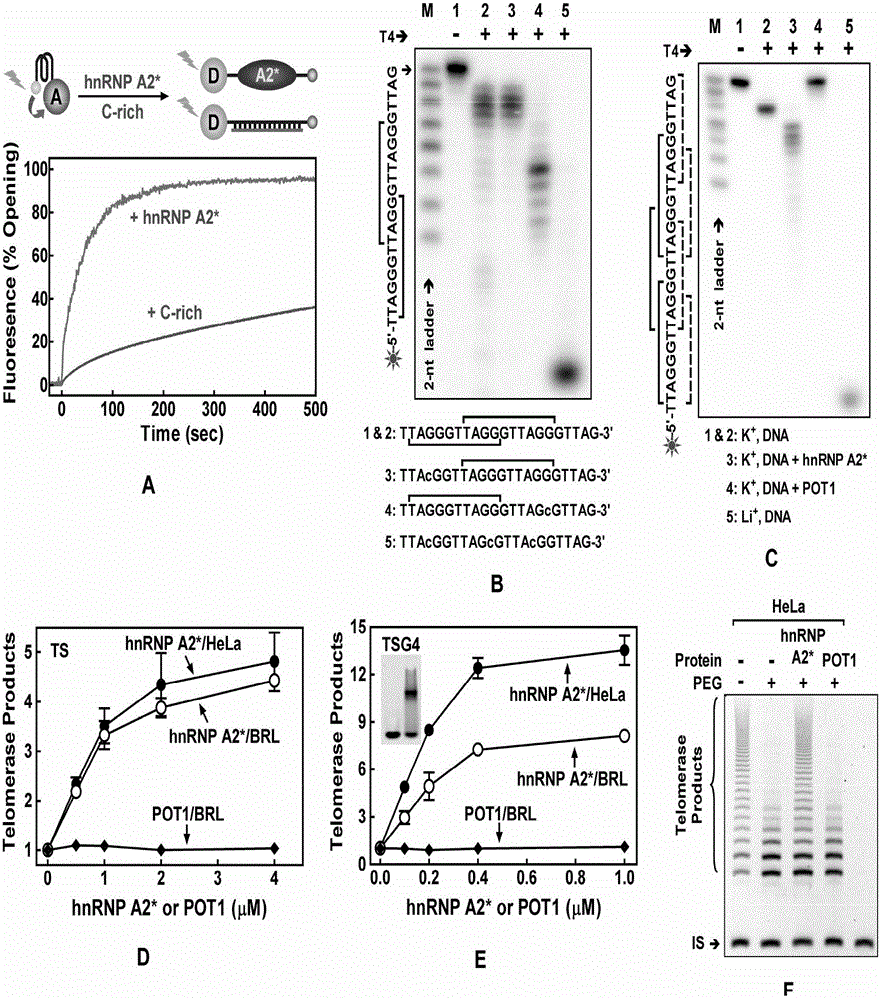 hnRNP A2* protein, nucleic acid for coding protein and application thereof