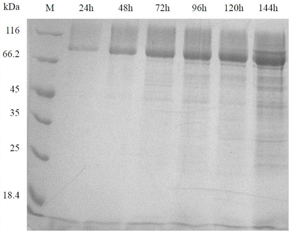 Engineered yeasts producing glucose oxidase and construction method and use thereof