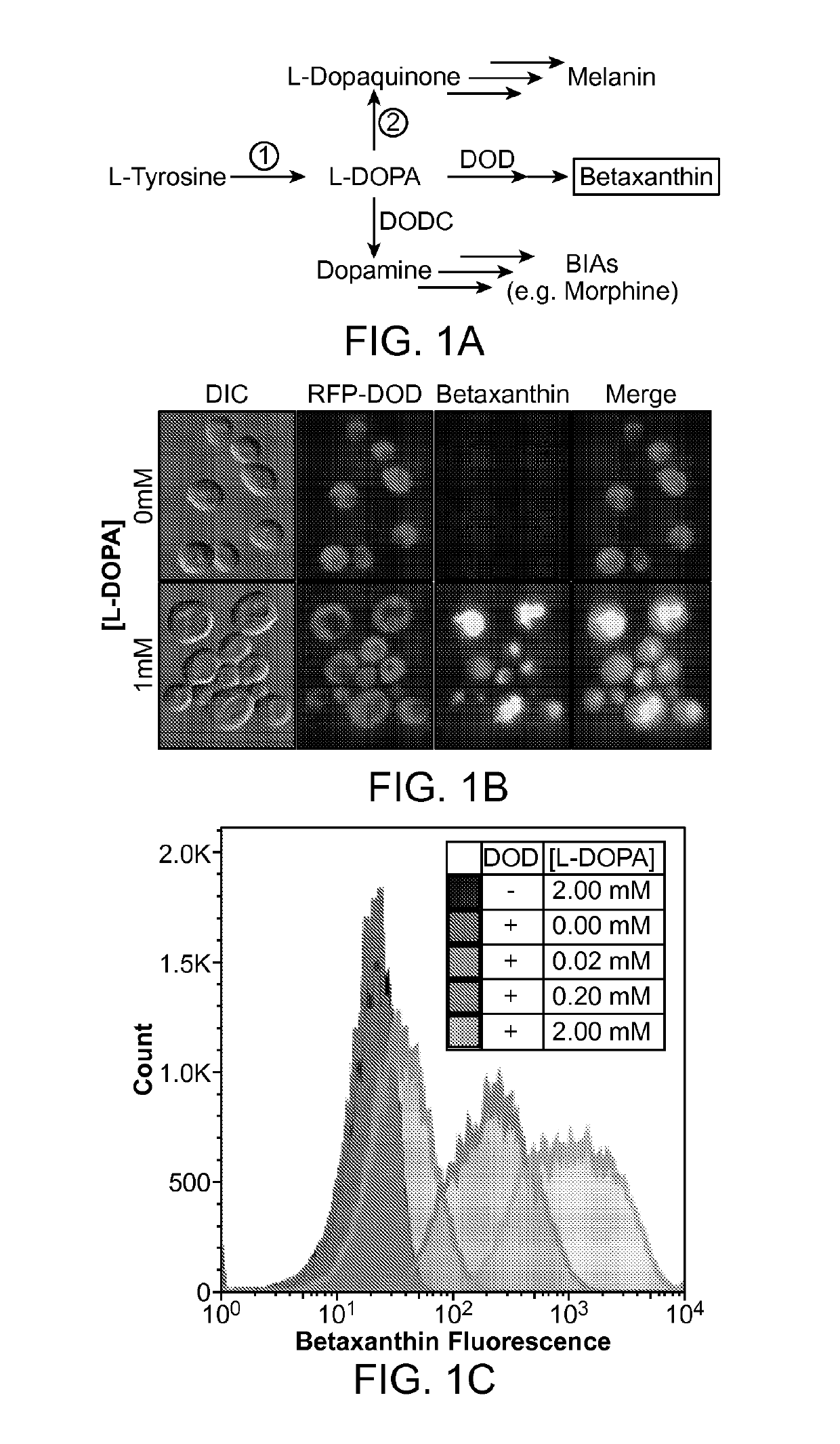 Tyrosine hydroxylase variants and methods of use thereof