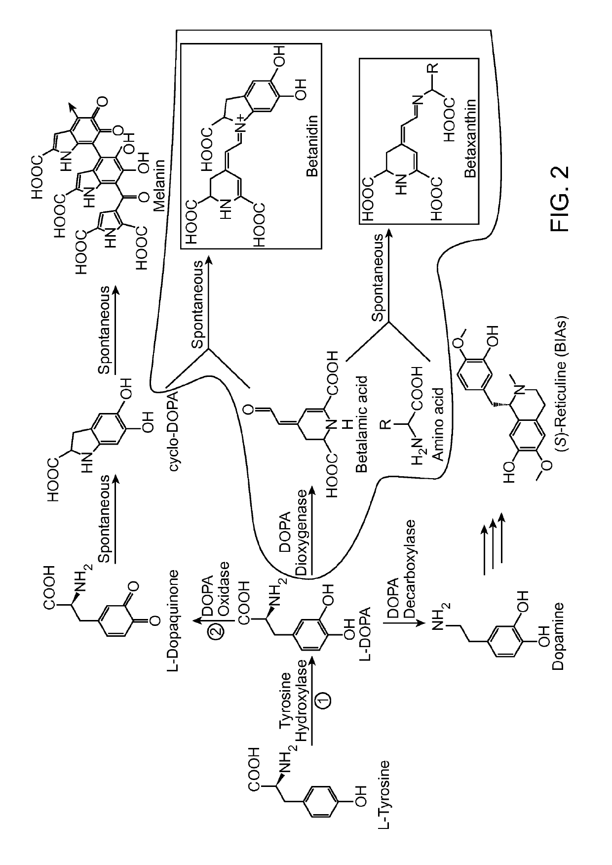 Tyrosine hydroxylase variants and methods of use thereof