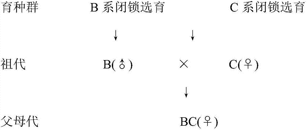 Supporting method of parental breeding species of Rnizomys sinensis