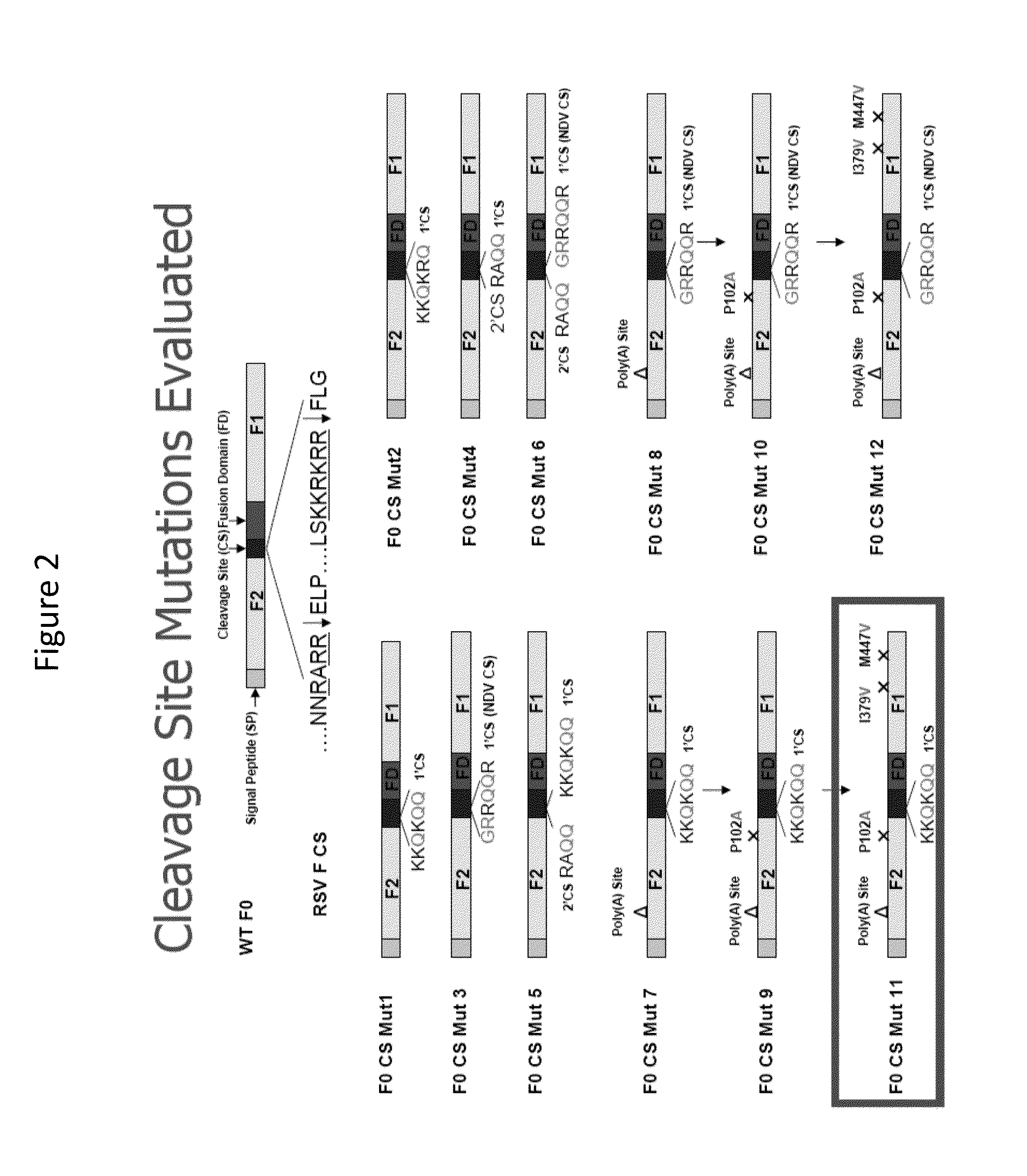 Recombinant nanoparticle rsv f vaccine for respiratory syncytial virus