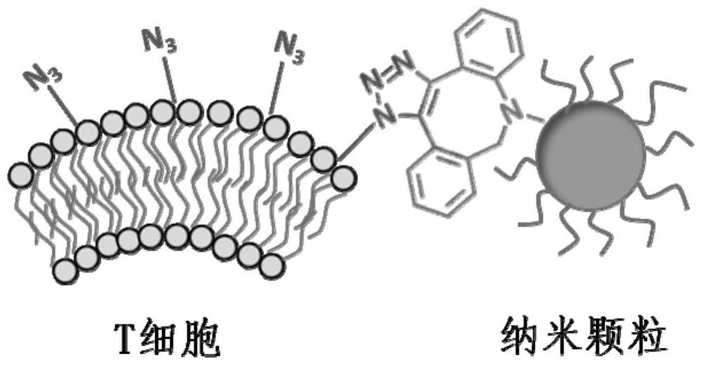 T cell and nanoparticle connection method based on click chemistry