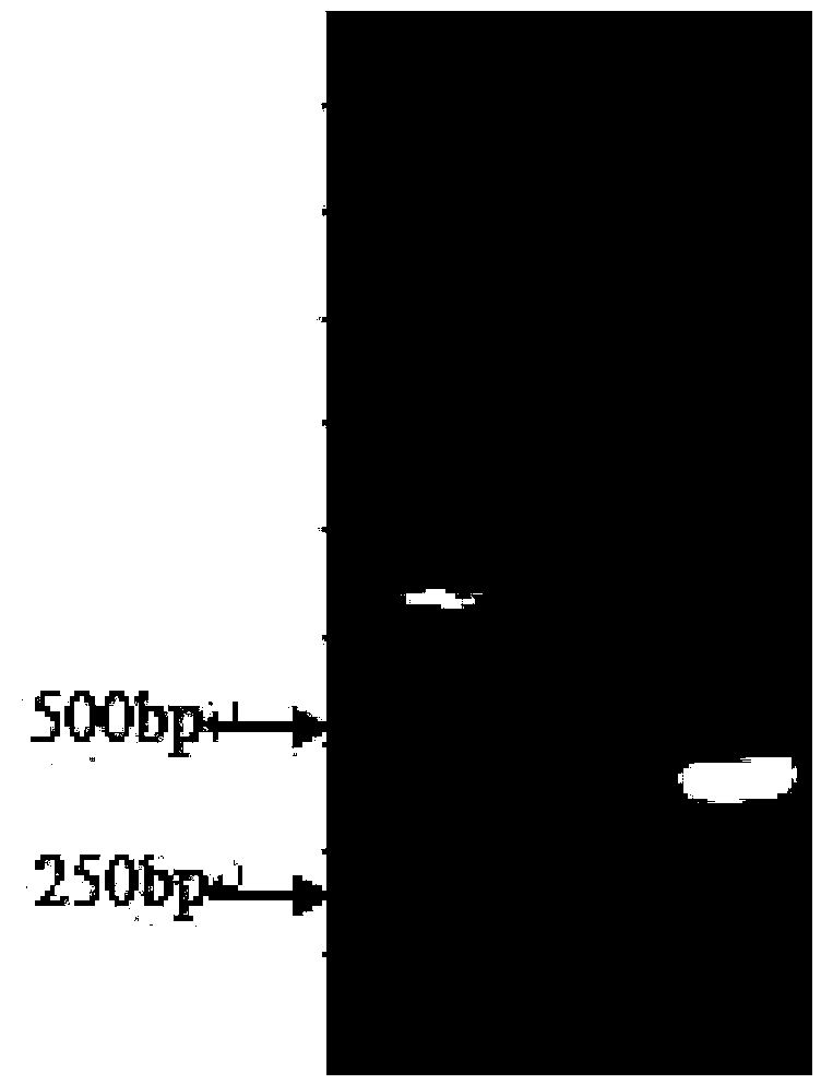 Escherichia coli and preparation method thereof