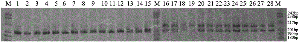 Primers for identifying tapisicia sinensis gender and application thereof