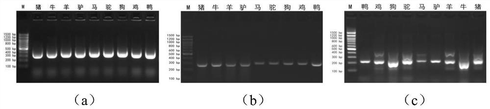 A common screening kit and detection method based on the animal -derived component of the melting curve technology