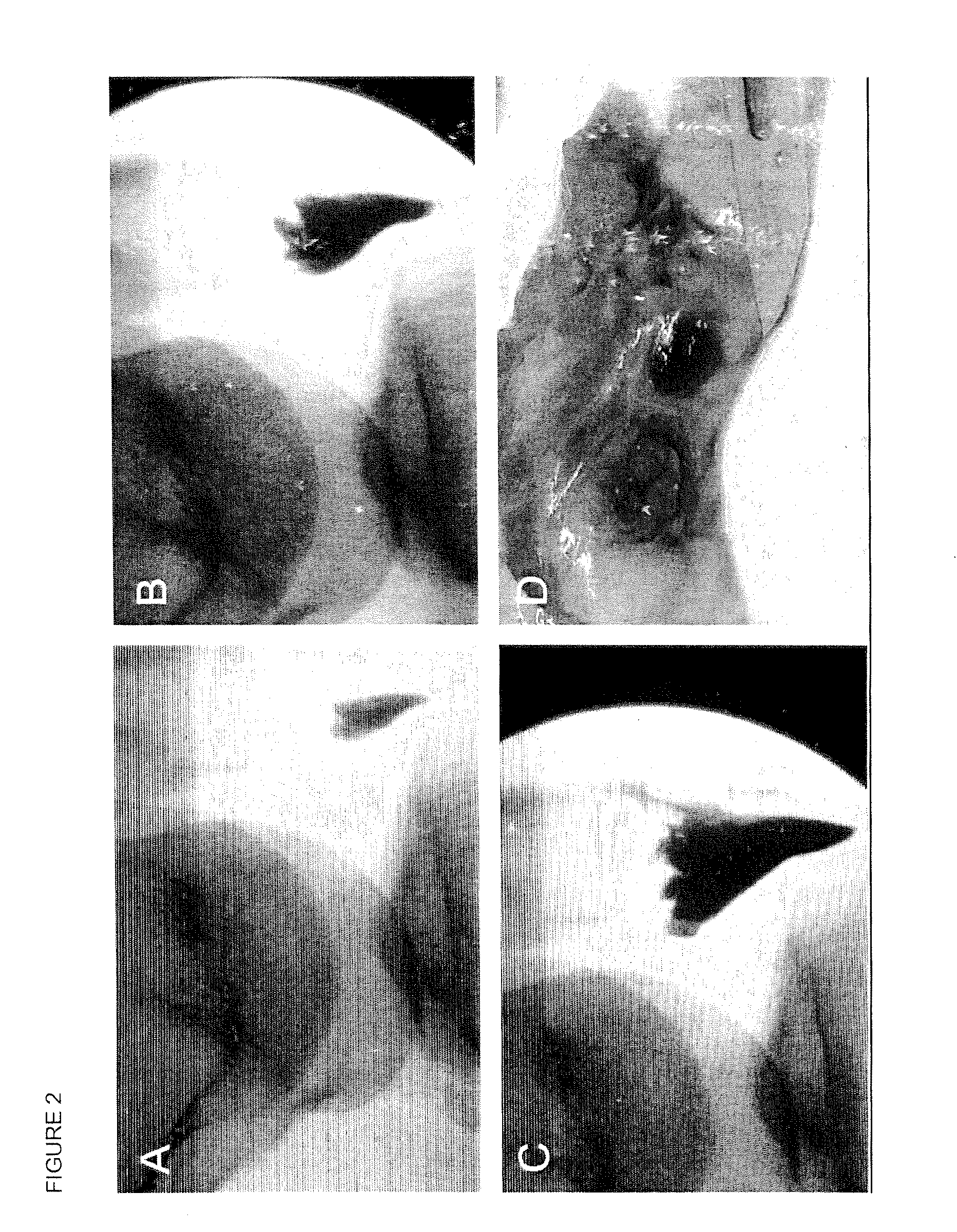 Method for improving cartilage repair and/or preventing cartilage degeneration in a joint