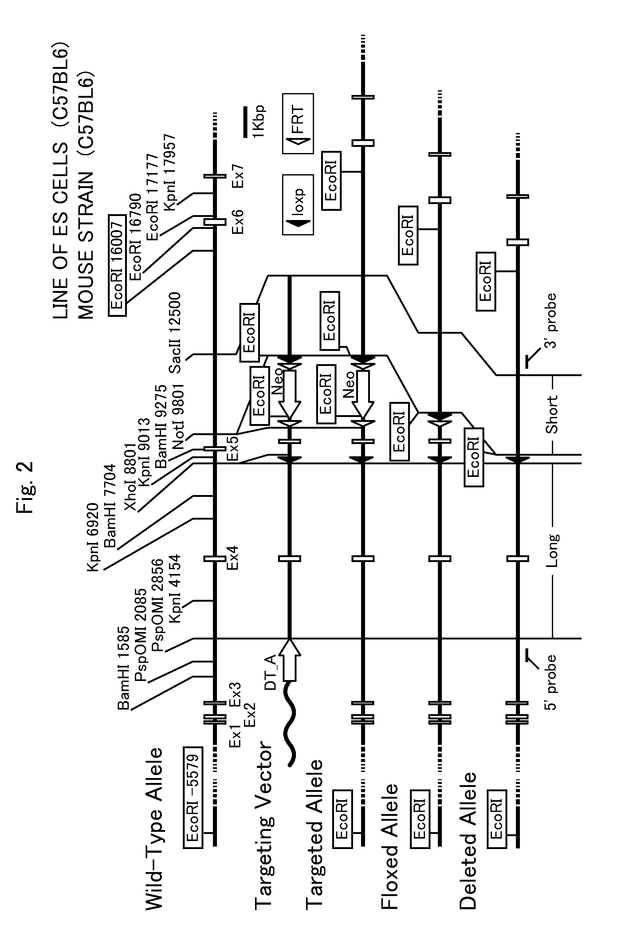 Non-human mammalian animal model for type 2 diabetes