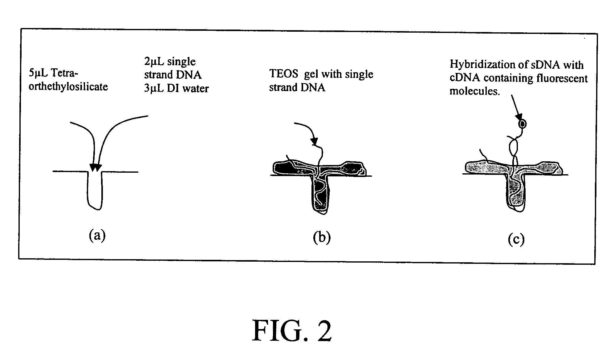 DNA biochip and methods of use