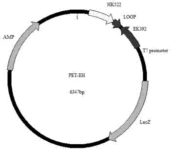 Method for preparing inhibitor for reducing tobacco nicotine synthesis by using double-stranded RNA interference technology, and applications of inhibitor