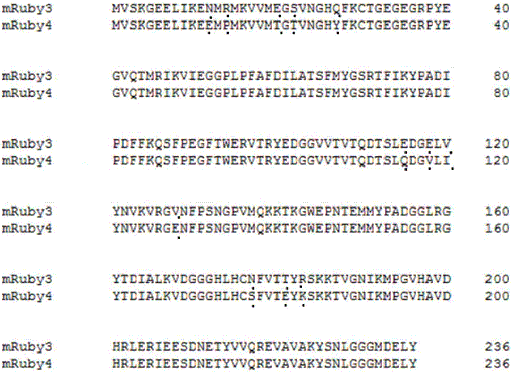 Red fluorescence protein, fusion protein, separated nucleic acid, carrier and application