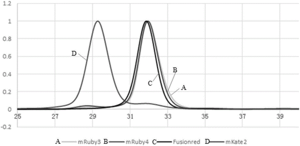 Red fluorescence protein, fusion protein, separated nucleic acid, carrier and application