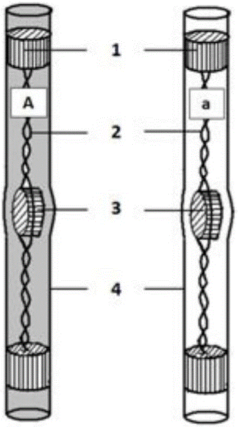 Teaching model for demonstrating cell division