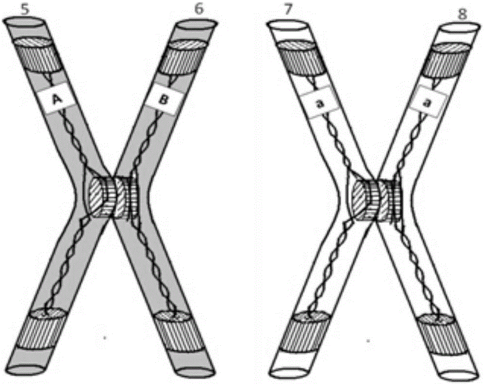 Teaching model for demonstrating cell division