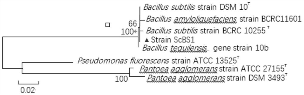 Bacillus subtilis capable of efficiently solubilizing phosphate and accelerating sprouting of Saccharum officinarum, and application of bacillus subtilis