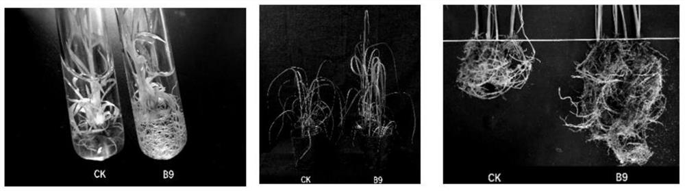 Bacillus subtilis capable of efficiently solubilizing phosphate and accelerating sprouting of Saccharum officinarum, and application of bacillus subtilis