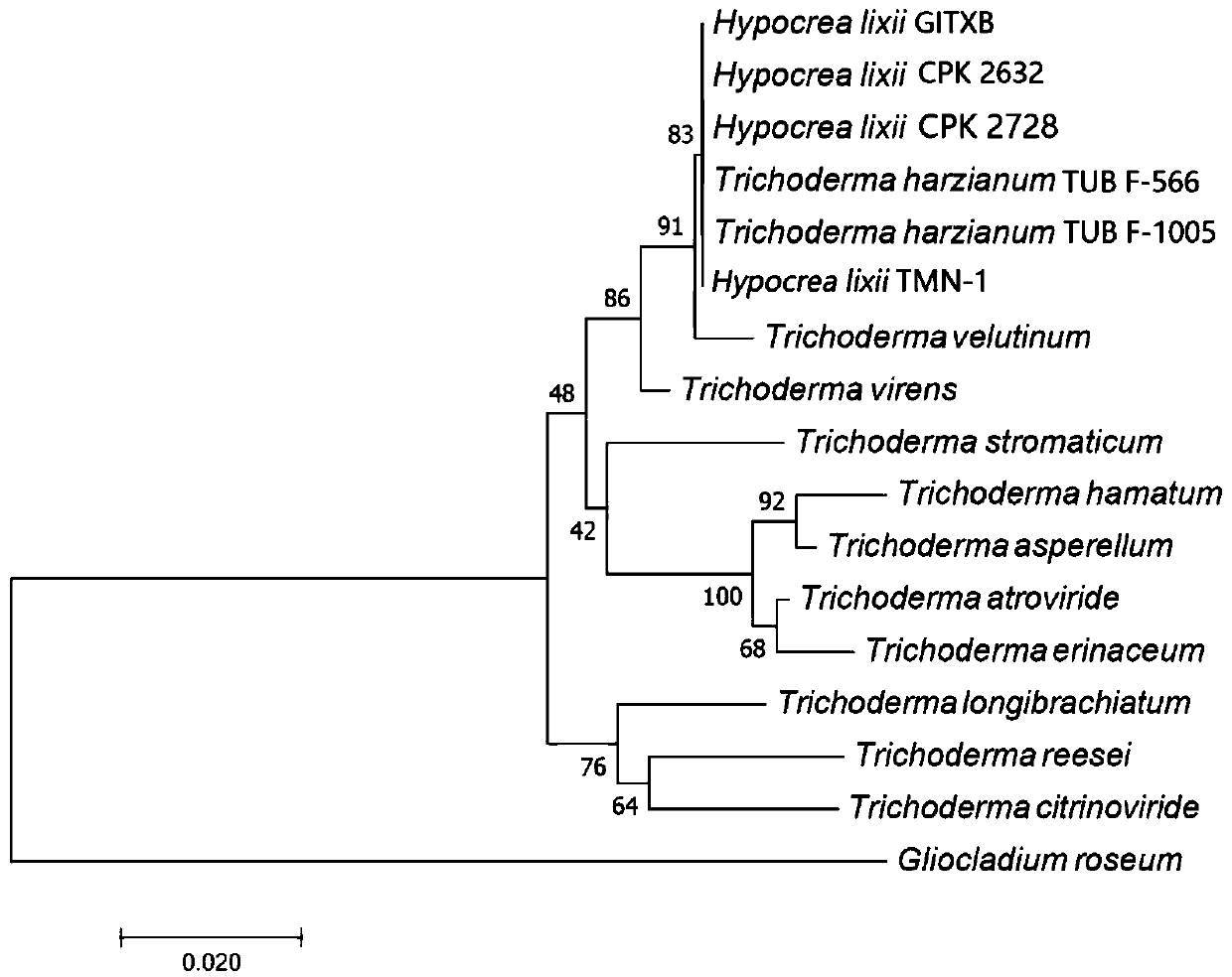 Biocontrol strain TMN-1, and preparation method and application of biocontrol microbial inoculum