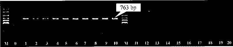 Specific molecular marker capable of identifying sea-tangle female and male gametophytes