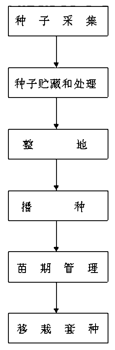 Seedling culturing method for Chinese yew