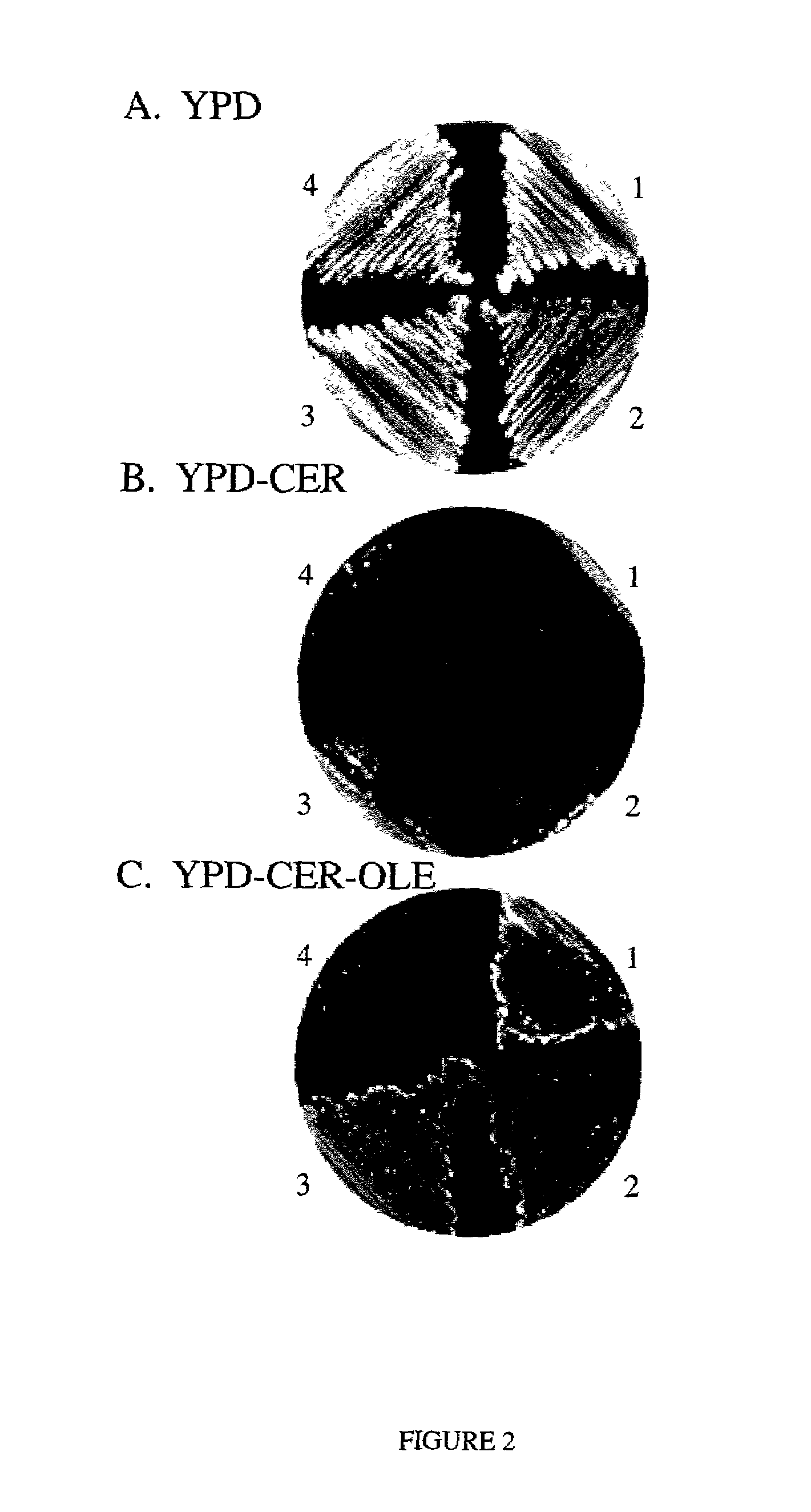 System for screening fatty acid transport inhibitors, methods of use and modulators identified thereby