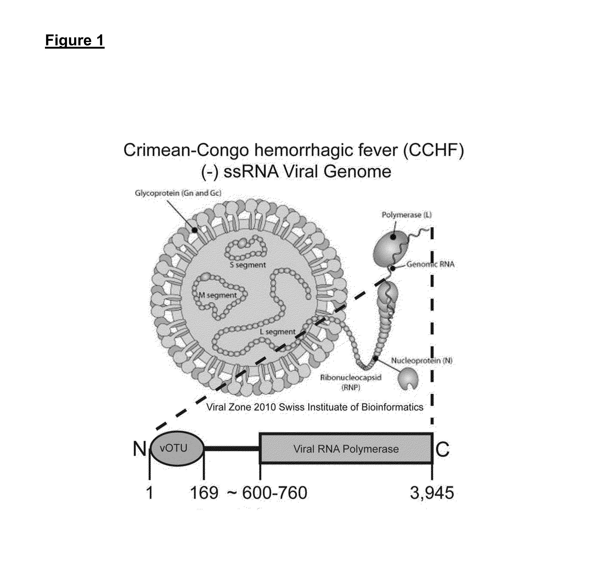 Crimean-Congo Hemorrhagic Fever Virus Vaccine