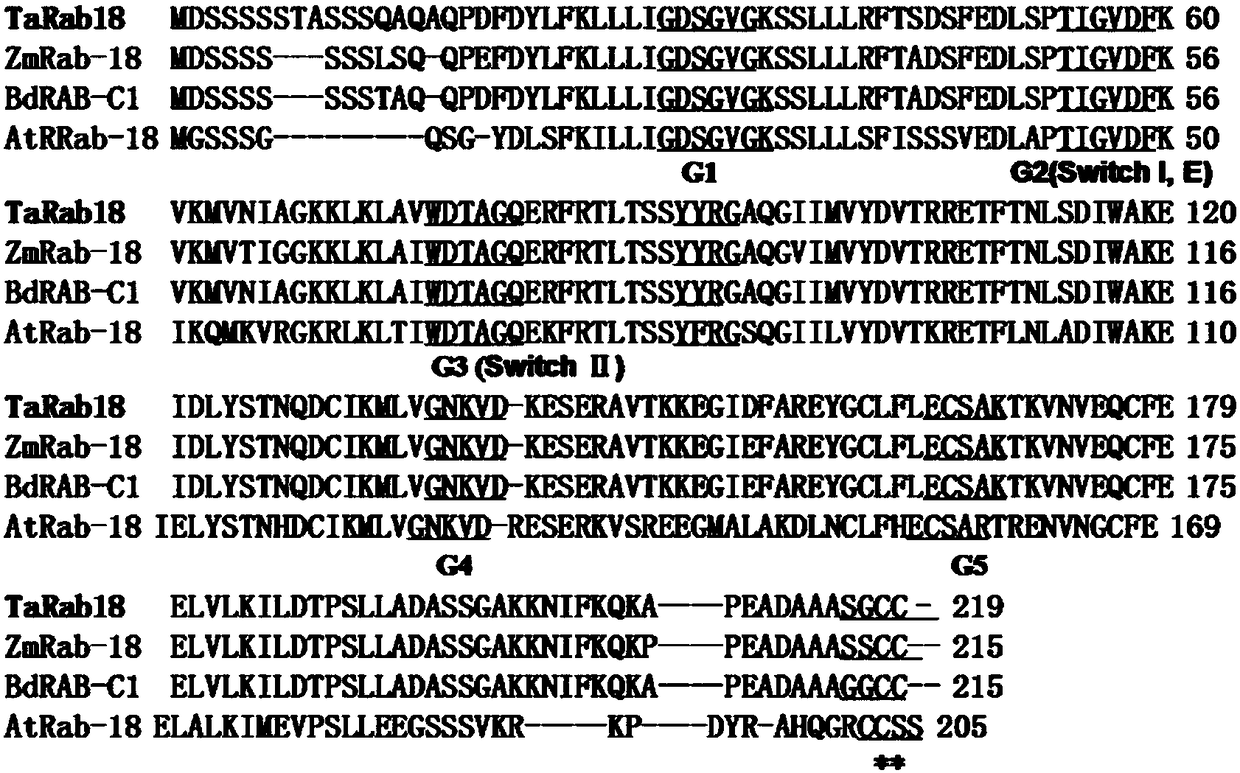 A small GTP binding protein gene tarab18 and its expression vector and application