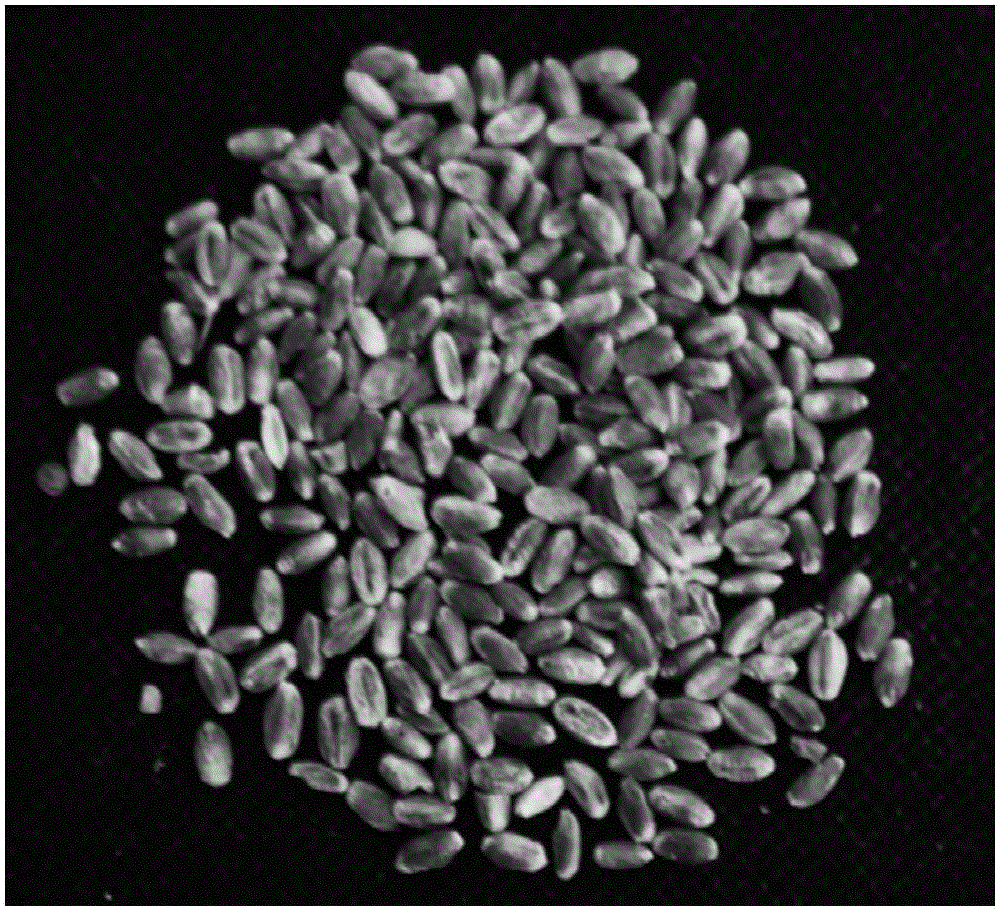 Fast and efficient agrobacterium-mediated wheat stem tip genetic transformation method