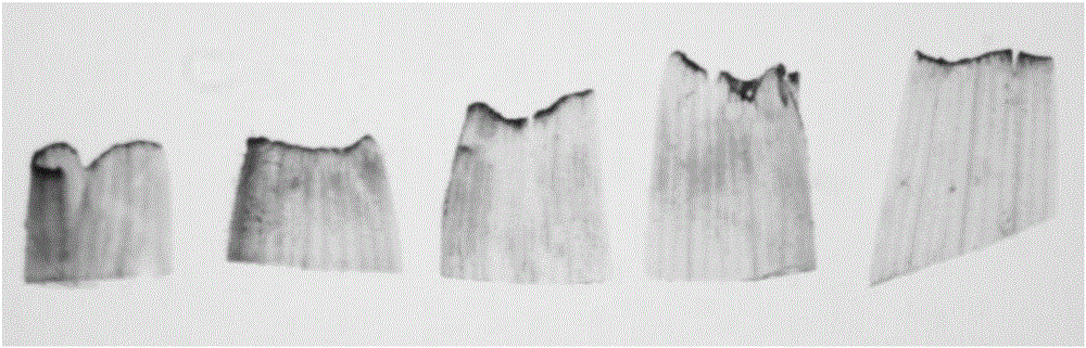 Fast and efficient agrobacterium-mediated wheat stem tip genetic transformation method