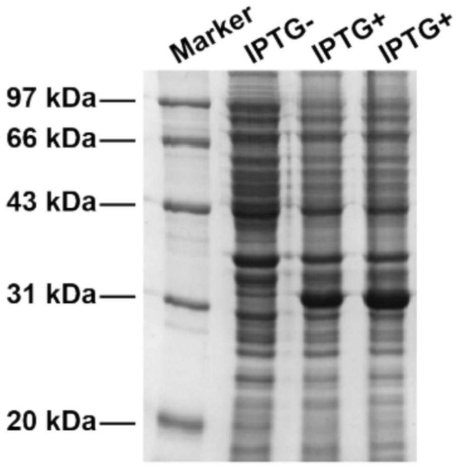 Fusion protein and application thereof in preparation of tumor drugs