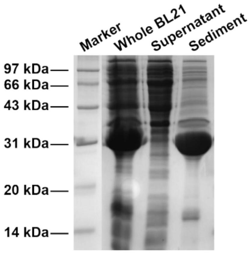 Fusion protein and application thereof in preparation of tumor drugs