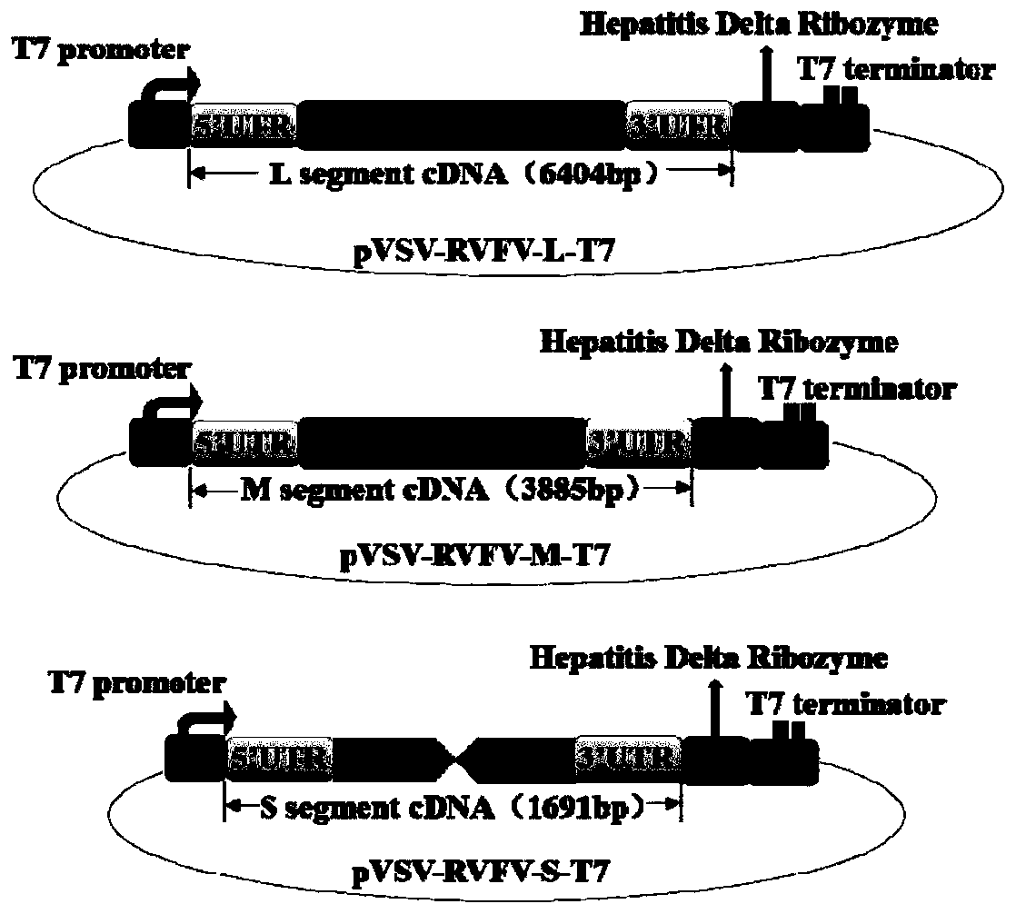 Composition for preparation of low-toxicity rift valley fever virus, preparation method of composition and RVFV attenuated vaccine