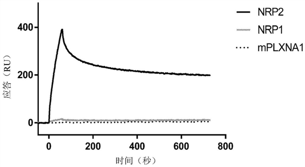 Compositions and methods for treating nrp2-associated diseases