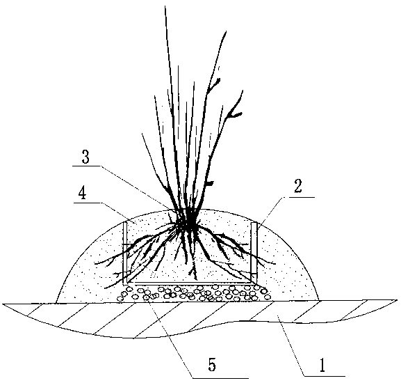 Soil conditioner and planting and transplanting method for southern peony flower