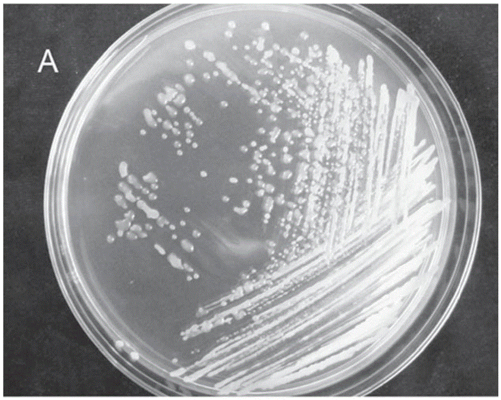 Paenibacillus polymyxa for preventing and treating vertieillium wilt in crops and application of paenibacillus polymyxa