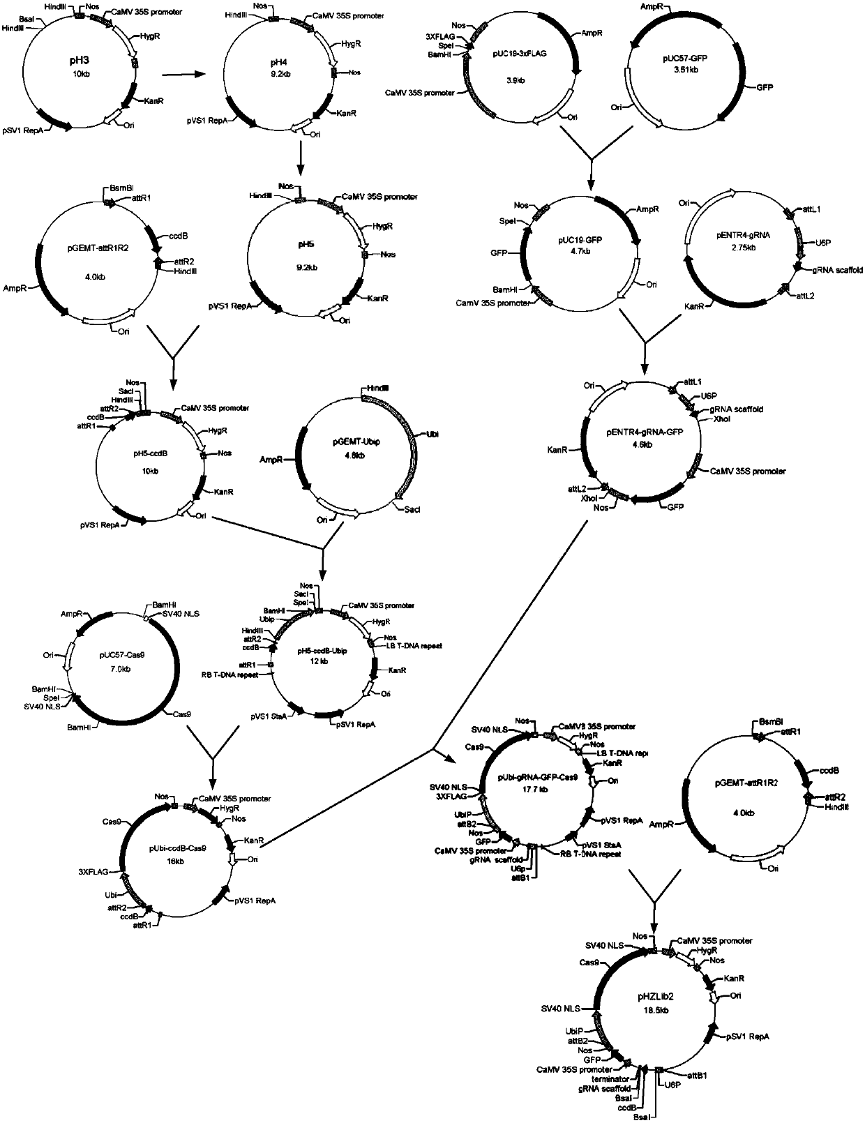 Plasmid vector and method for building plant population by using plasmid vector